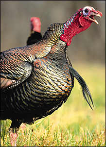 turkey.jpg (75517 bytes)