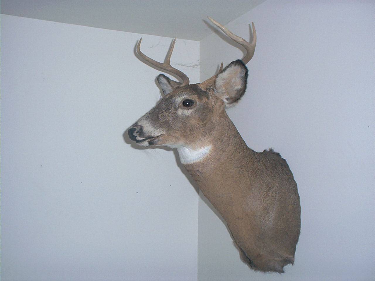wallmount.jpg (75517 bytes)